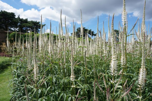 Veronicastrum plants with delicate white flowers blooming under a bright blue sky. The elegance of the flowers adds charm to garden settings and outdoor landscapes. Ideal for gardening, nature-themed projects, and landscape design inspiration.
