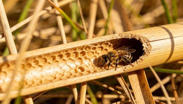 Honeybee resting inside hollow reed with natural wax comb macro closeup in meadow