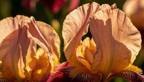 Peach-orange iris blossoms glowing backlit closeup with yellow beards and burgundy falls