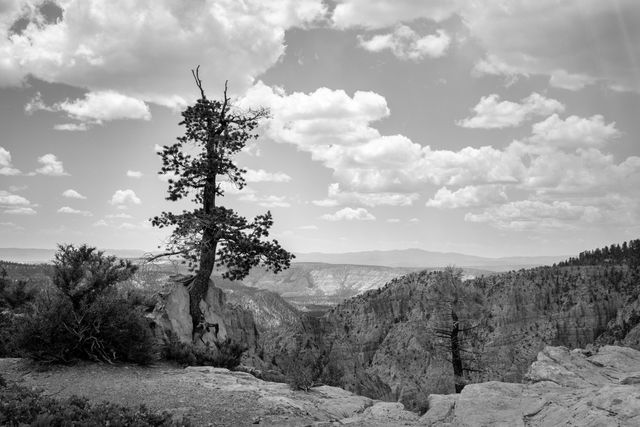 Single, windswept tree stands alone on edge of rocky cliff, overlooking expansive canyon, set against dramatic sky filled with clouds. Black and white format enhances rugged texture and stark beauty of natural landscape. Ideal for use in projects discussing resilience, solitude, nature's stark beauty, and dramatic landscapes. Perfect for wall art, educational content, and travel blogs.