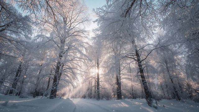 Sunlight streaming through frost-laden trees on snowy woodland track, misty winter morning