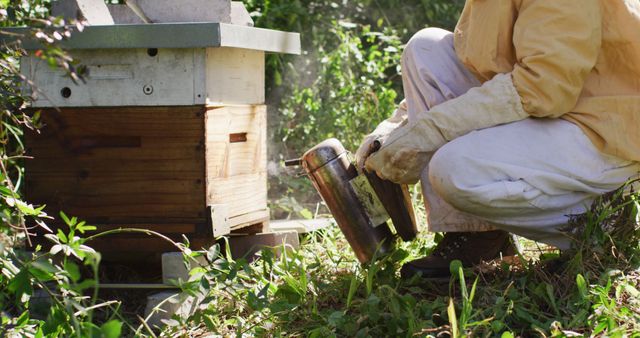 Beekeeper using smoker to calm bees near wooden hive in garden. Wearing protective clothing and gloves, kneeling while managing hive. Suitable for articles on beekeeping, beekeeping tutorials, honey production, and sustainable practices. Great visual for nature, agriculture, and ecological conservation themes.