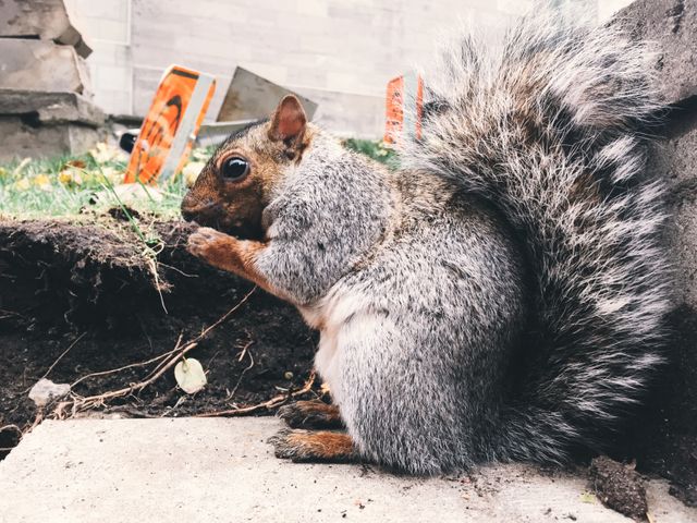 This image features a close-up of a squirrel eating something in an urban setting. The animal is surrounded by building elements and some greenery, highlighting nature's adaptability in city environments. Could be used for topics related to urban wildlife, nature photography, and city ecology.