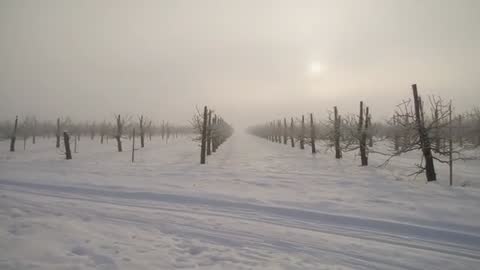 Winter orchard rows disappearing into fog, sun peeking over snowy pruned tree trunks