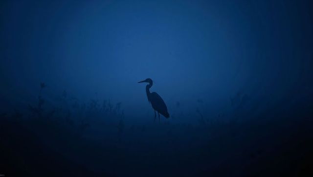 Solitary heron standing in misty indigo marsh silhouette, tranquil wetland mood