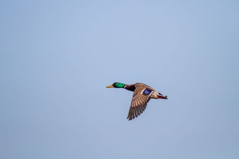 Solitary Mallard Duck Flying in Clear Blue Sky