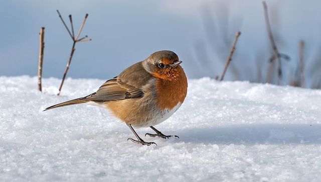 Red-breasted european robin perching on sparkling snow with winter branches and soft blue bokeh