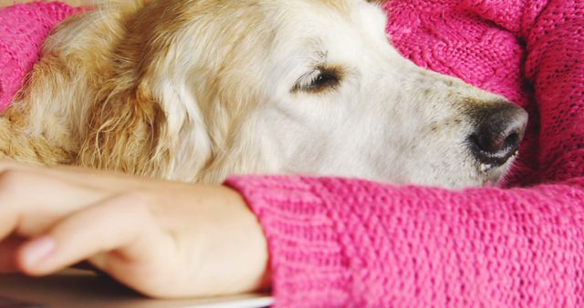 Golden Retriever resting its head on the hand of a person wearing a pink sweater. Perfect for illustrating pet and owner bond, cozy home settings, or companionship themes. Ideal for use in pet care blogs, advertising relaxing or cozy living products, or promoting animal adoption.