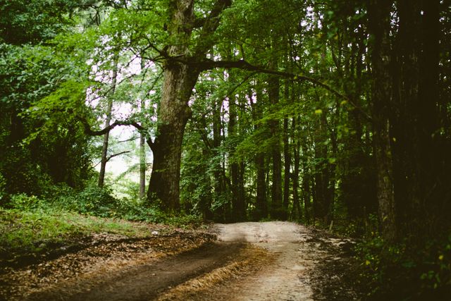This image of a dirt path winding through a dense, green forest exudes tranquility, making it ideal for uses in nature-related content, travel brochures, and environmental advocacy materials. The lush foliage and natural light enhance the peaceful atmosphere, perfect for backgrounds, websites, and promotional materials centered on relaxation, hiking, and wilderness exploration.