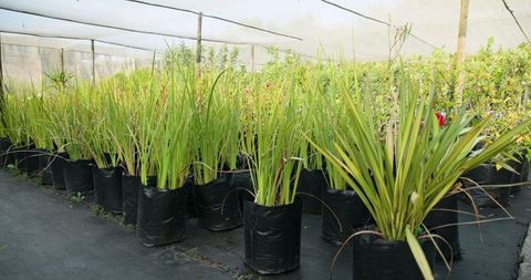 Ornamental grasses in sustainable greenhouse pathway