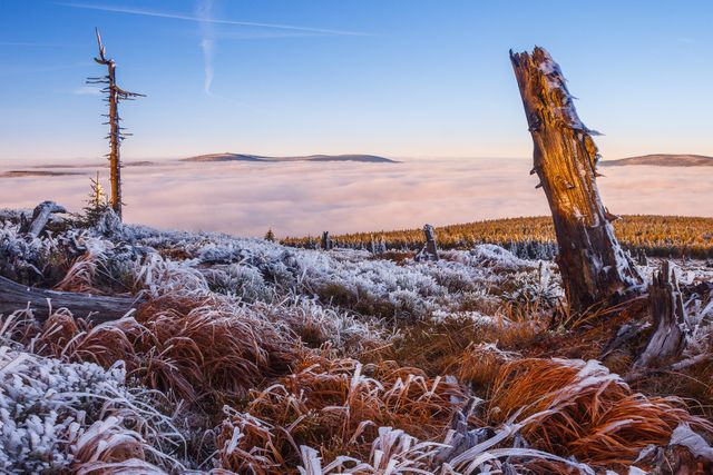 Frozen grassy area with two dead tree trunks in a winter landscape. Soft sunlight reflects off the frosty ground and distant hills are covered in mist. Useful for backgrounds, travel brochures, nature-focused content, and meditation visuals.
