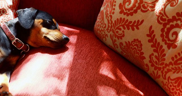 Dog Relaxing on Red Couch with Sunlight - Download Free Stock Images Pikwizard.com