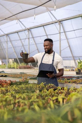 African american nursery grower inspecting seedlings while holding tablet in greenhouse