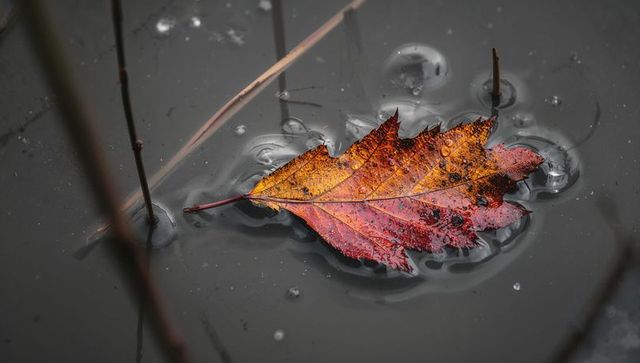 Vibrant autumn leaf floating on dark pond with water droplets and ripple rings