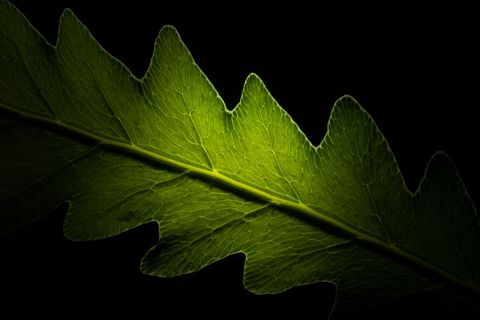 Backlit oak leaf macro revealing intricate vein network and serrated edge on black background