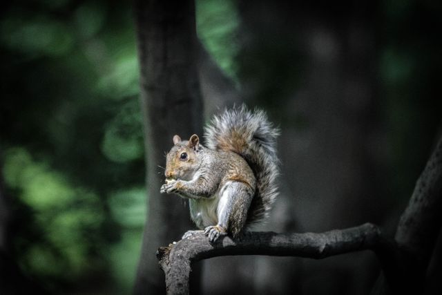 Squirrel sits on tree branch enjoying food in dense forest. Ideal for use in wildlife documentaries, educational content, or nature-themed promotions.