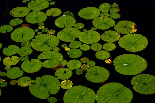 Green Lily Pads Floating in Dark Tranquil Water - Download Free Stock Photos Pikwizard.com