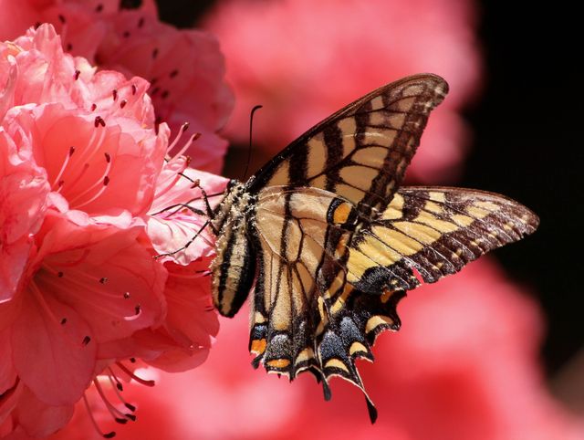 Beautiful Tiger Swallowtail Butterfly on Vibrant Pink Bloom - Download Free Stock Photos Pikwizard.com
