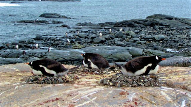 Penguins Nesting on Rocky Shoreline with Ocean Background - Download Free Stock Photos Pikwizard.com
