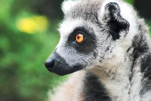This close-up captures the profile of a lemur with striking orange eyes and a thick fur coat, offering a detailed look at the animal in its natural surroundings. Ideal for use in wildlife documentaries, educational materials, zoo promotional content, and travel brochures highlighting Madagascar's unique fauna.