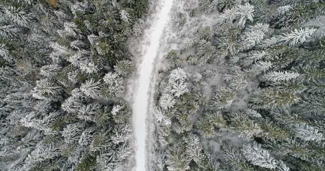 Aerial of road passing through the snow covered pine forest 4k