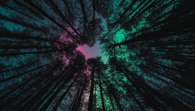 Radial Pine Canopy Shooting Upward Under Neon Aurora Night Sky