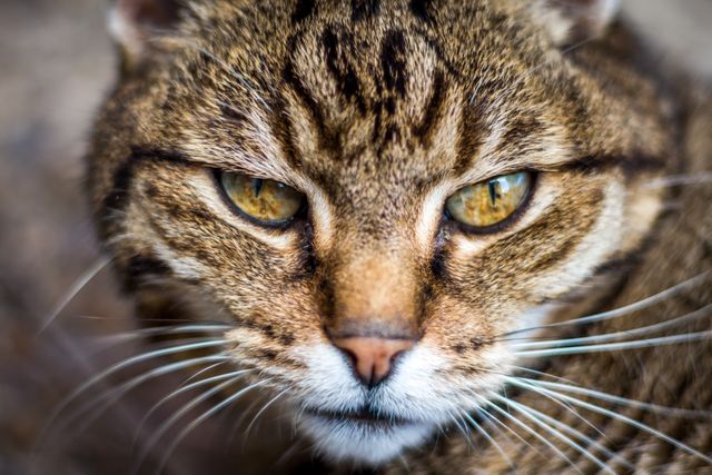 Close up image of brown tabby cat staring with an intense gaze. Fur details and whiskers are prominent. Usable for articles related to pets, feline behavior, animal portraits or for pet care websites. Perfect for illustrating calmness, focus, and the captivating look of domestic cats.