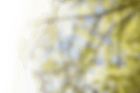 defocused tree branches on transparent background summer scene - Download Free Stock Videos Pikwizard.com