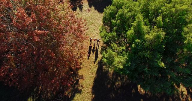 Overhead perspective of a family walking on a grassy path between vibrant autumn trees, casting long shadows on the ground. Ideal for use in seasonal marketing, outdoor lifestyle promotions, family-oriented advertisements, and nature conservation campaigns.