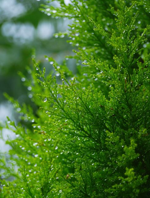 Close-up of dew-covered green coniferous tree foliage in a forest, emphasizing freshness and natural beauty. Ideal for use in nature blogs, environmental campaigns, eco-friendly product pages, and gardening content showcasing the beauty of wet foliage.