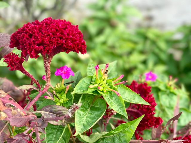 Vibrant red and pink flowers blooming amidst rich green foliage in outdoor garden setting. This colorful close-up is ideal for nature-themed blogs, gardening websites, and floral print materials.