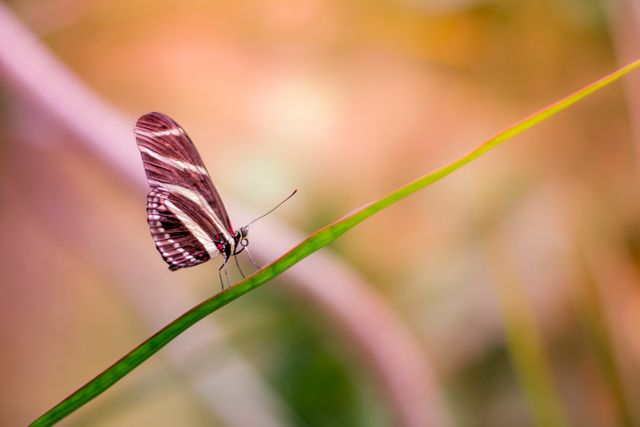 Butterfly Perching on Blade of Grass Against Blurred Nature Background - Download Free Stock Photos Pikwizard.com