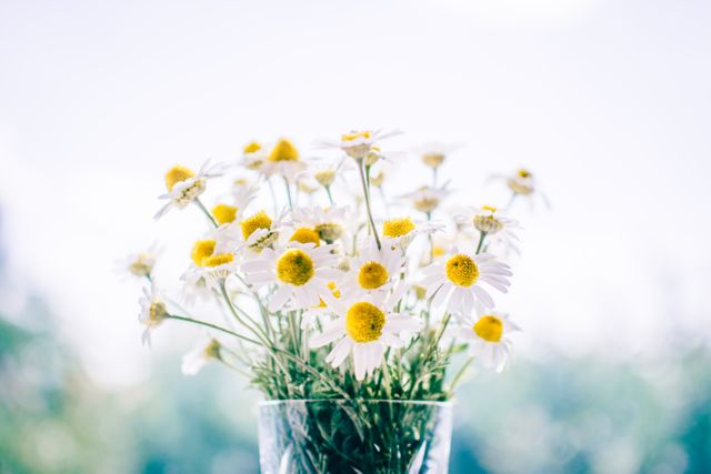 Fresh Daisies in a clear glass vase, emphasizing white petals and sunny yellow centers. Background is blurred with soft natural light, highlighting the delicate beauty of the flowers. Perfect for use in design projects, nature blogs, floral arrangements inspiration, or as soothing, nature-inspired home decor visuals.