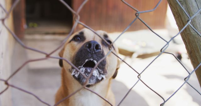Portrait of brown dog standing behind fence in dog shelter. Animals, support and temporary home, unaltered.