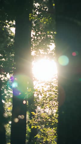Sun flaring through forest trunks with drifting lens flare orbs in tranquil vertical video