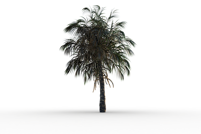 Transparent Tropical Palm Tree with Lush Green Foliage - Download Free Stock Videos Pikwizard.com