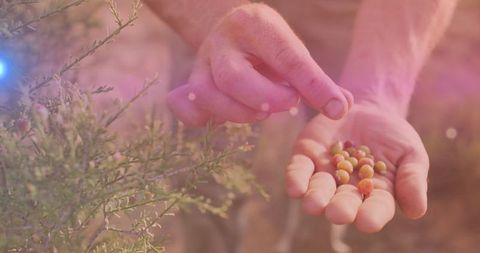 Hands harvesting berries in arid landscape