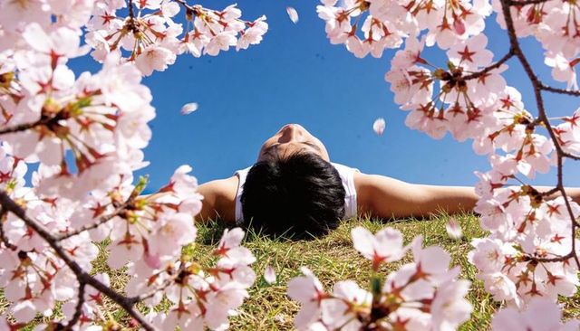 Asian man lying on grassy slope under cherry blossom canopy gazing at blue sky
