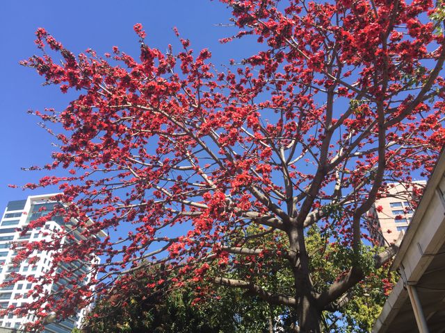 Blooming tree with red flowers stands out against tall buildings and a clear blue sky in an urban park. Can be used for springtime themes, nature in the city, urban green spaces, or floral backgrounds.