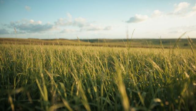 Swaying Tall Green Grasses Basking in Warm Late Sunlight over Rolling Sunlit Meadow