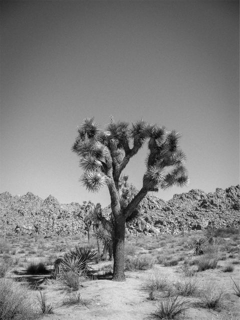Lonely Joshua Tree stands against arid wilderness, daytime. Great for environmental themes, nature explorations, or portraying solitude. Ideal for use in travel blogs, nature documentaries, or desert-themed projects.