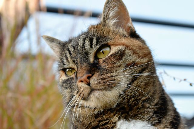 Image displays a close-up of a tabby cat with a curious expression on its face. Perfect for use in pet-related blogs, articles, advertisements for pet products, or as a representation of domestic cats in general. Could also be used for veterinary services marketing materials or to enhance social media posts about cats.