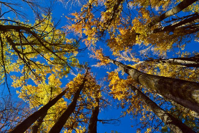 Autumn trees reaching for the bright blue sky with vibrant yellow and orange leaves. Ideal for illustrating natural beauty, seasonal changes, environmental themes, and outdoor activities. Suitable for use in blog posts, travel websites, and nature calendars.