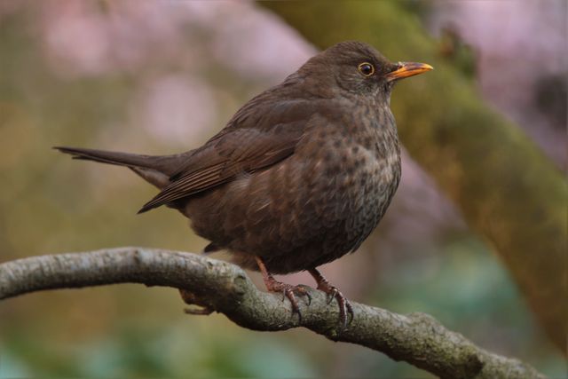 Close-up of a blackbird with brown feathers perching on a tree branch in a natural setting. Suitable for use in wildlife documentaries, educational materials on birds, nature conservation campaigns, bird watching enthusiasts' blogs or articles, and environmental websites.