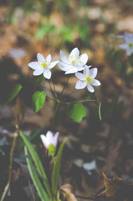 White wildflowers are blooming in a spring forest, showcasing delicate petals and vibrant green leaves. Ideal for nature-themed designs, promoting fresh and natural products, or use in educational materials focusing on botany.