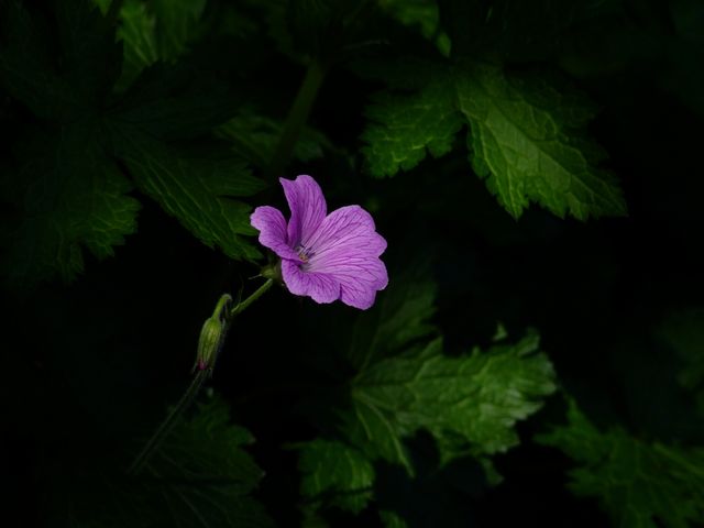 This striking image showcases a vibrant purple flower blooming amidst dark green foliage, creating a stunning contrast. Ideal for use in botanical websites, nature photography portfolios, gardening blogs, or as a calming decoration for homes and offices. Its vivid color and serene presence make it well-suited for themes of natural beauty, peace, and solitude.