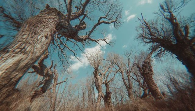 Gnarled oak trees reaching for sky in serene woodland