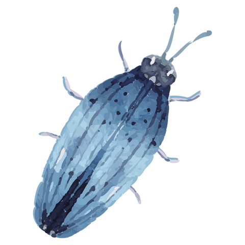 Transparent watercolor blue beetle, elongated elytra stylized brushstroke illustration