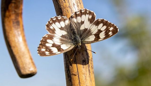 Checkered brown-and-white butterfly perching on weathered stem macro nature closeup