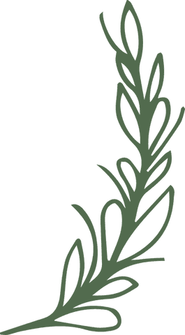 Minimalist green leafy branch on transparent background